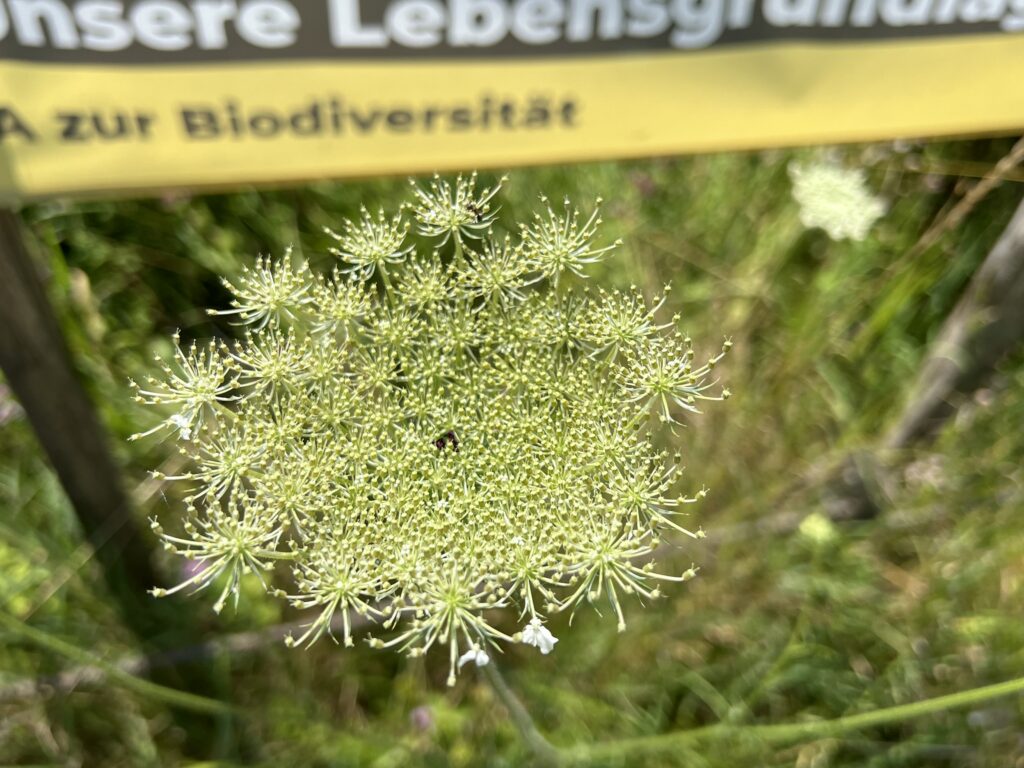 Wilde Karotte «Biotop Am Stausee», 17.Jul.2024 © NVVB