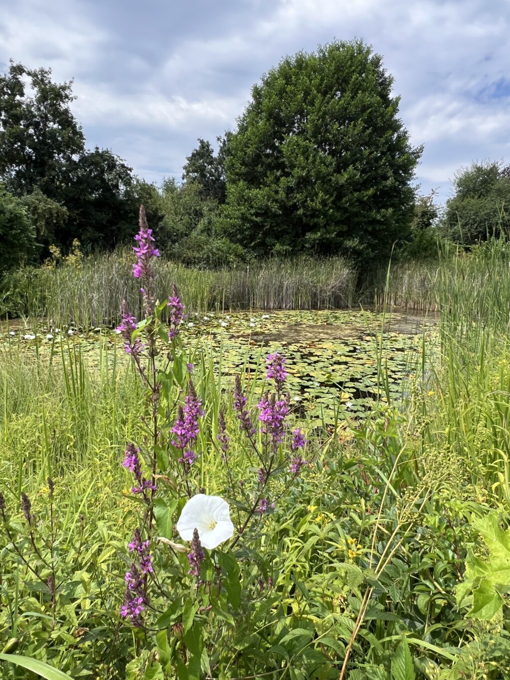 Blutweiderich am Teich «Biotop Am Stausee», 27.Jul.2024 © NVVB