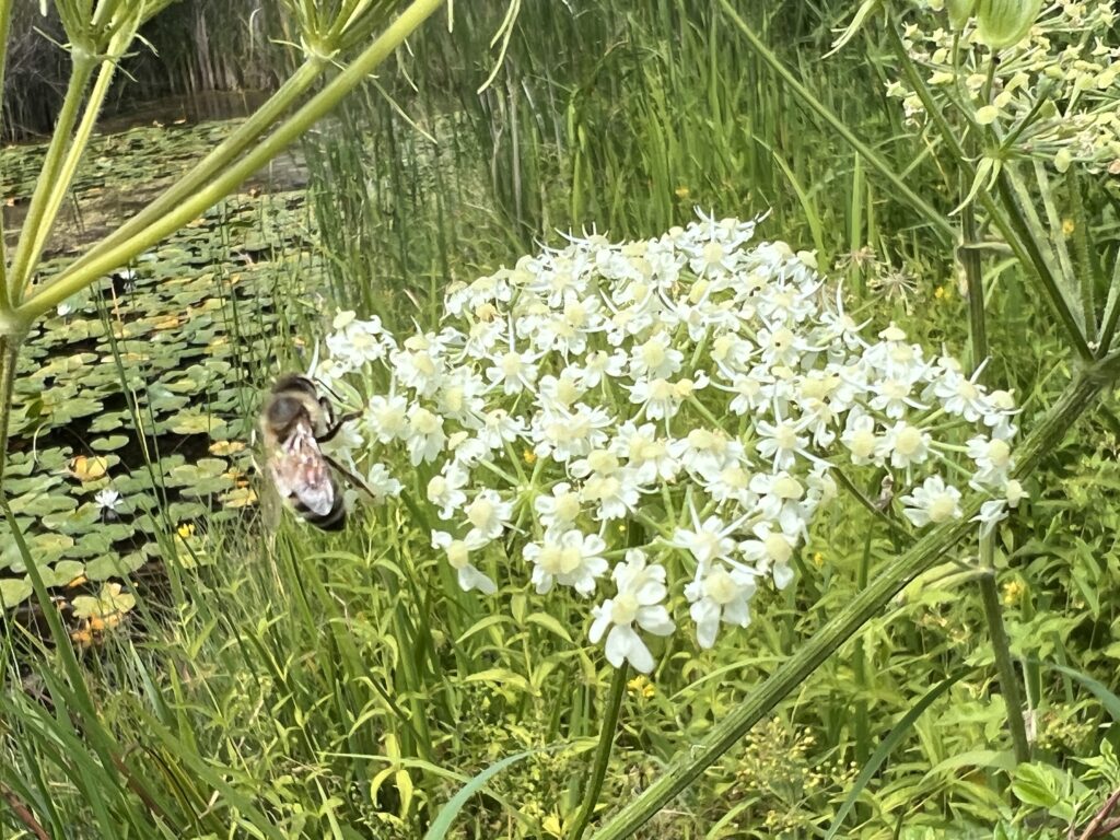 Wiesen Bärenklau am Teich «Biotop Am Stausee», 27.Jul.2024 © NVVB