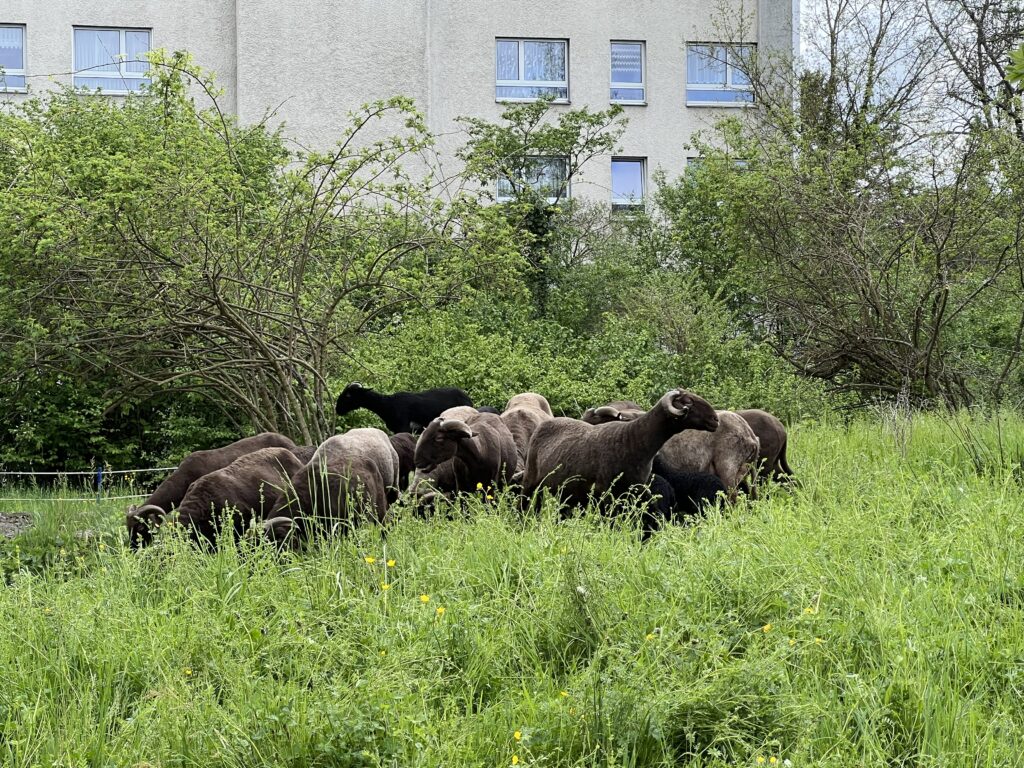 Frühjahrsbeweidung_Walliser Landschafte, «Biotop Am Stausee», 10. April 2024 © NVVB