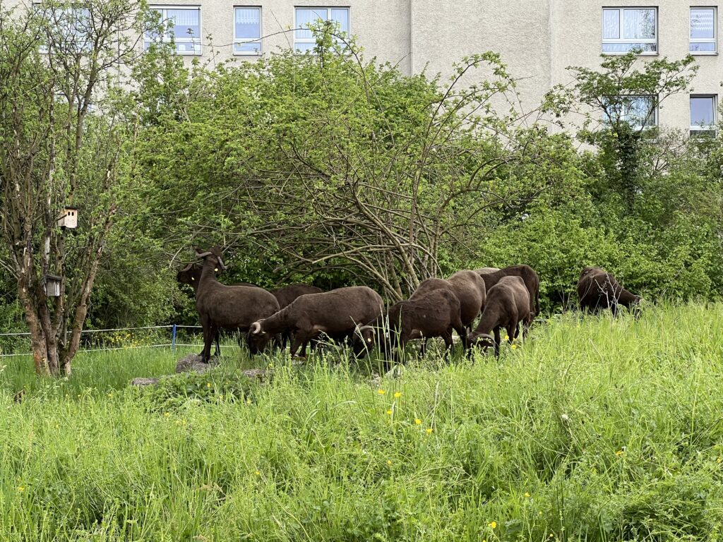 Frühjahrsbeweidung_Walliser Landschafte, «Biotop Am Stausee», 10. April 2024 © NVVB