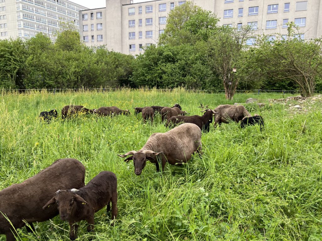 Frühjahrsbeweidung_Walliser Landschafte, «Biotop Am Stausee», 10. April 2024 © NVVB