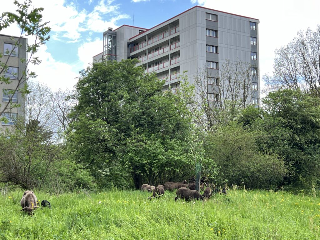 Frühjahrsbeweidung_Walliser Landschafte, «Biotop Am Stausee», 10. April 2024 © NVVB