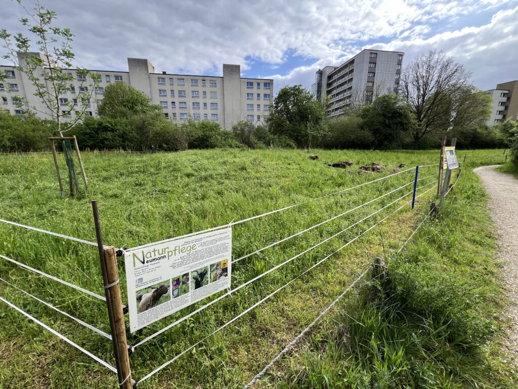 Frühjahrsbeweidung_Walliser Landschafte, «Biotop Am Stausee», 10. April 2024 © NVVB