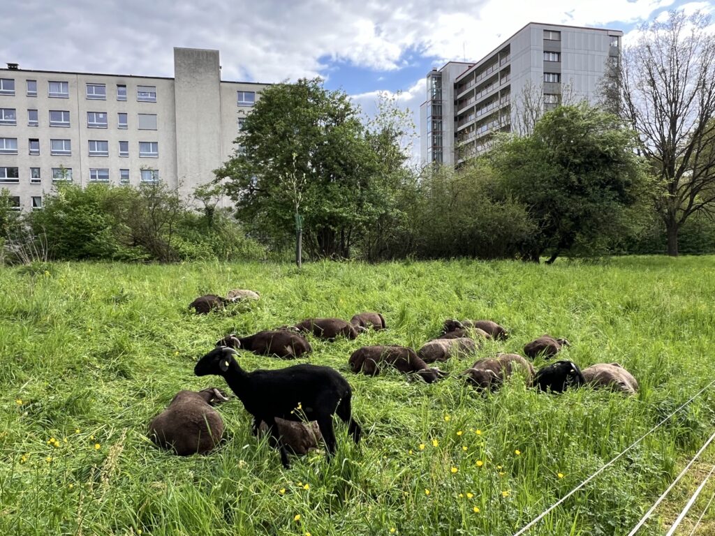 Frühjahrsbeweidung_Walliser Landschafte, «Biotop Am Stausee», 10. April 2024 © NVVB