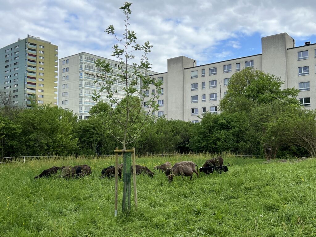 Frühjahrsbeweidung_Walliser Landschafte, «Biotop Am Stausee», 10. April 2024 © NVVB