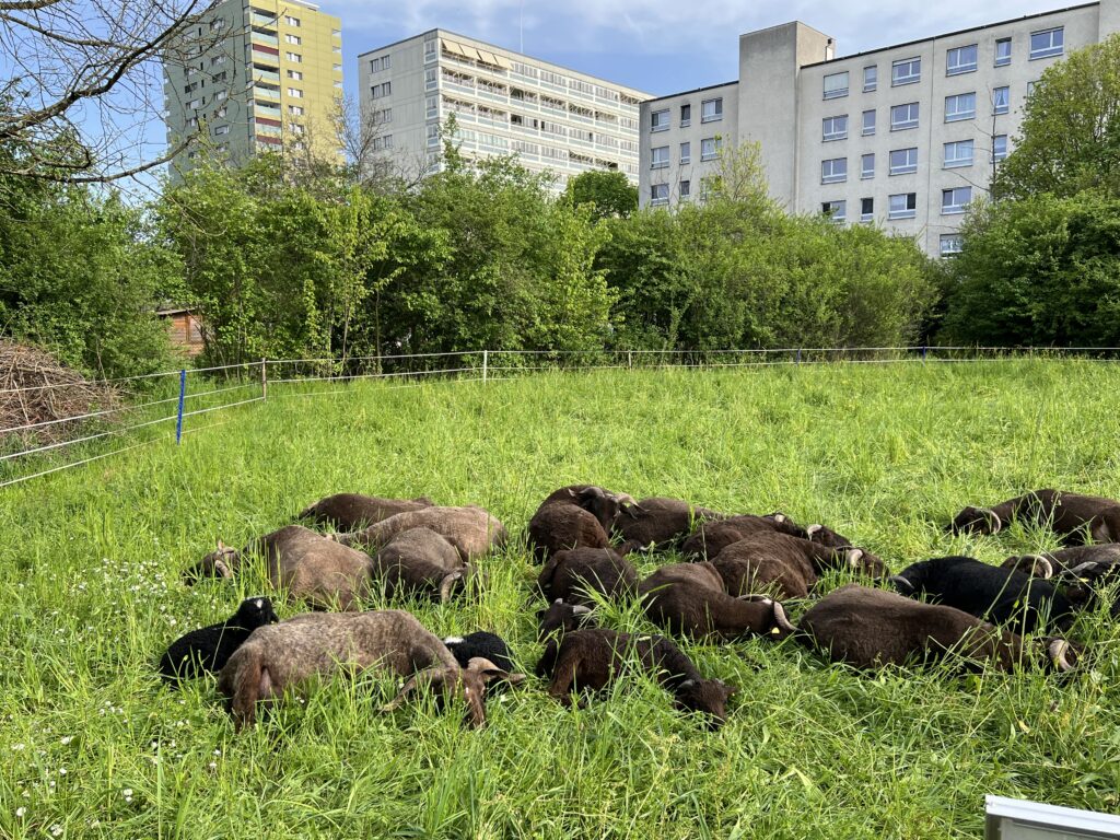 Frühjahrsbeweidung_Walliser Landschafte, «Biotop Am Stausee», 11. April 2024 © NVVB