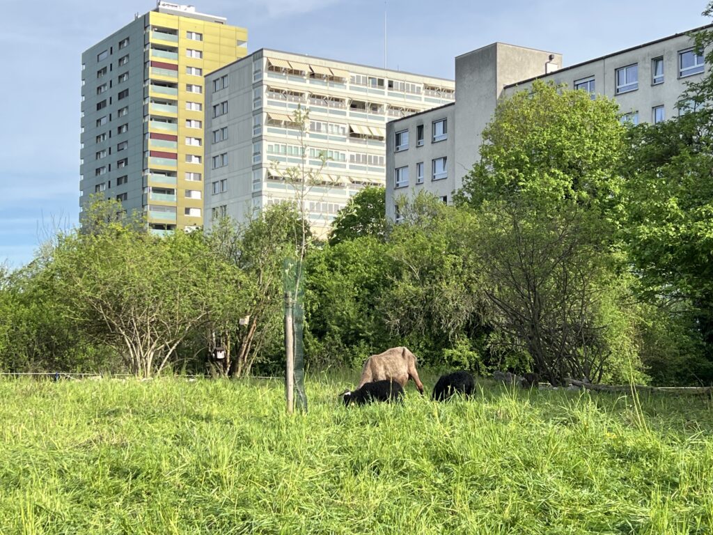 Frühjahrsbeweidung_Walliser Landschafte, «Biotop Am Stausee», 12. April 2024 © NVVB