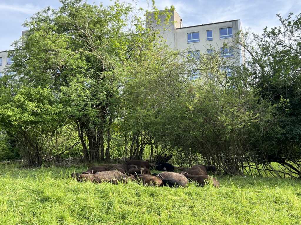 Frühjahrsbeweidung_Walliser Landschafte, «Biotop Am Stausee», 12. April 2024 © NVVB