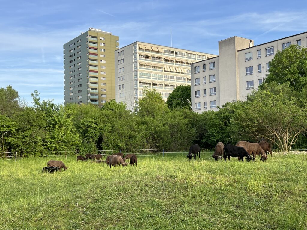 Frühjahrsbeweidung_Walliser Landschafte, «Biotop Am Stausee», 12. April 2024 © NVVB