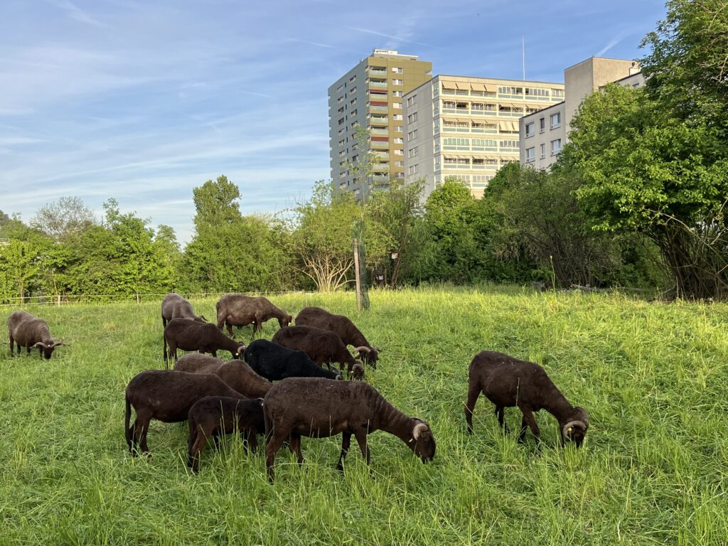 Frühjahrsbeweidung_Walliser Landschafte, «Biotop Am Stausee», 12. April 2024 © NVVB