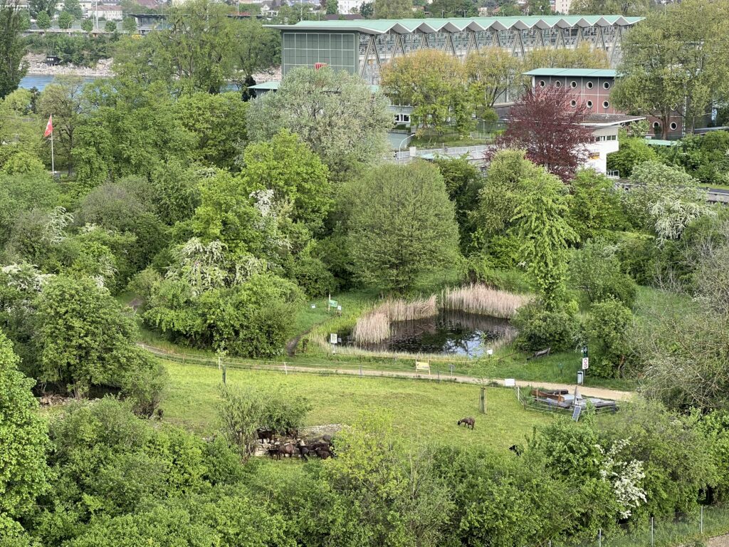 Frühjahrsbeweidung_Walliser Landschafte, «Biotop Am Stausee», 16. April 2024 © NVVB