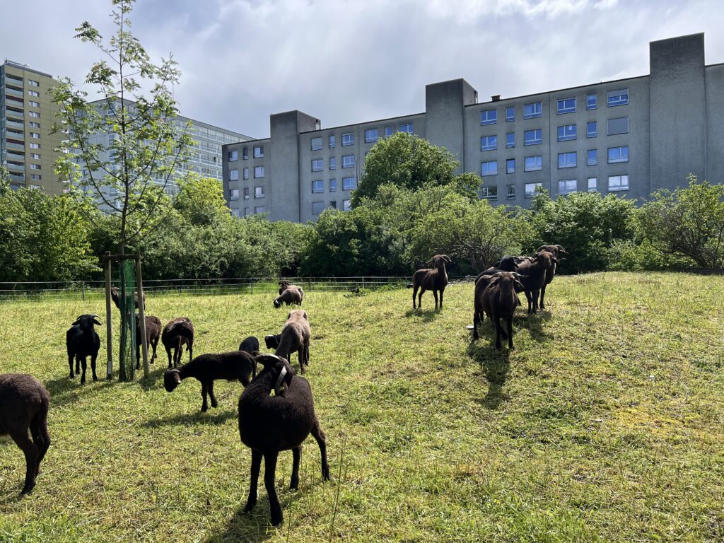 Frühjahrsbeweidung_Walliser Landschafte, «Biotop Am Stausee», 20. April 2024 © NVVB