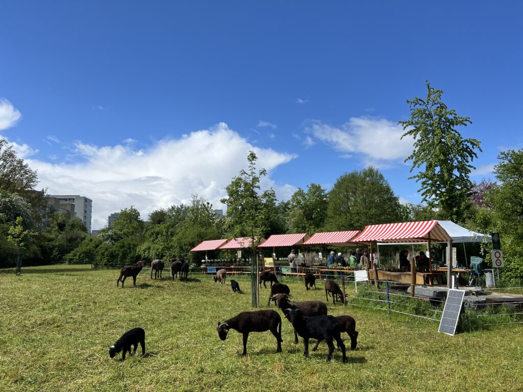 Frühjahrsbeweidung_Walliser Landschafte, «Biotop Am Stausee», 20. April 2024 © NVVB