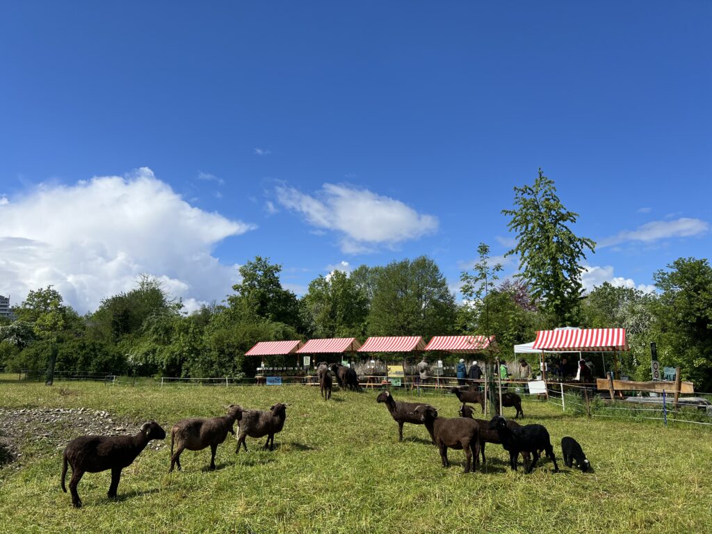 Frühjahrsbeweidung_Walliser Landschafte, «Biotop Am Stausee», 20. April 2024 © NVVB