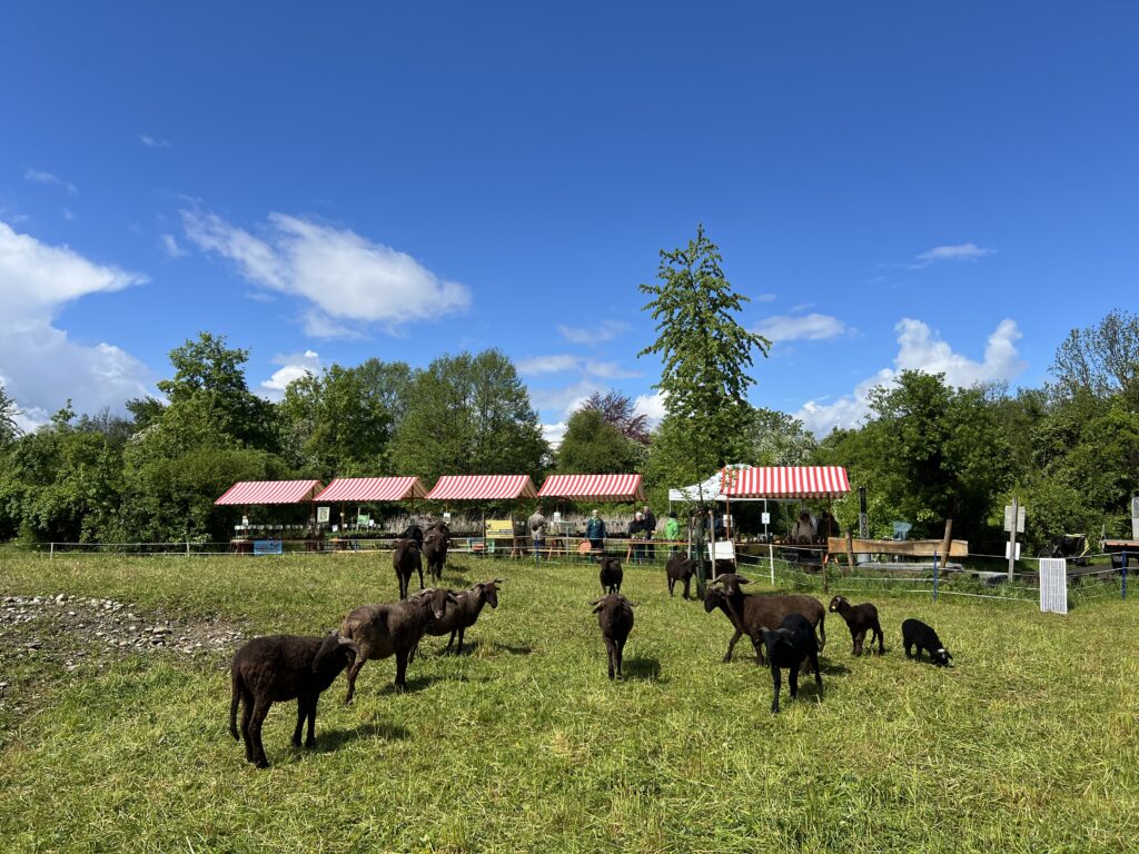 Frühjahrsbeweidung_Walliser Landschafte, «Biotop Am Stausee», 20. April 2024 © NVVB