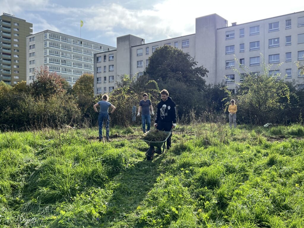 Pflegeeinsatz 30.BL-Naturschutztag - Biotop Am Stausee, 26.Okt.2024 (© NVVB)