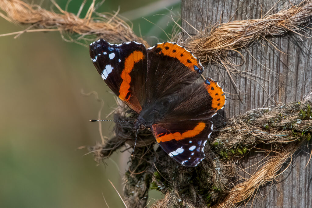 Admrial: Pflegeeinsatz 30.BL-Naturschutztag - Biotop Am Stausee, 26.Okt.2024 (© Ricardo Olveira)