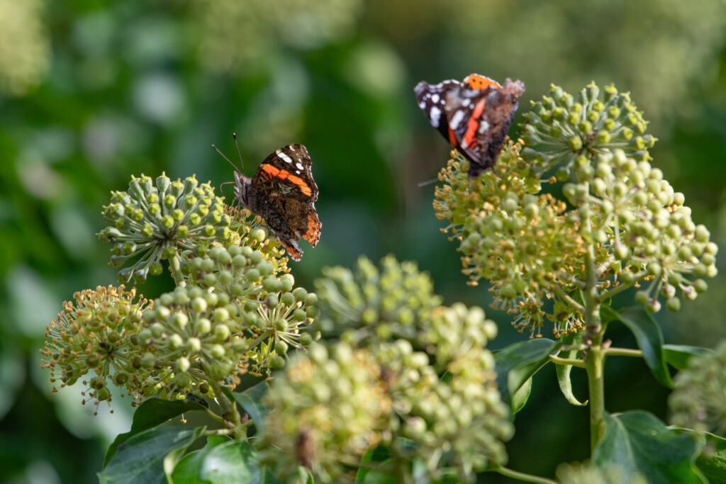 Admrial: Pflegeeinsatz 30.BL-Naturschutztag - Biotop Am Stausee, 26.Okt.2024 (© Ricardo Olveira)