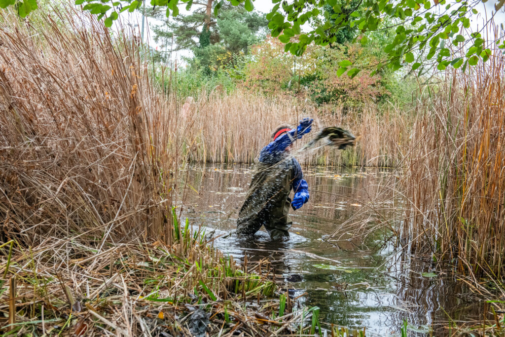 Pflegeeinsatz 30.BL-Naturschutztag - Biotop Am Stausee, 26.Okt.2024 (© Ricardo Olveira)