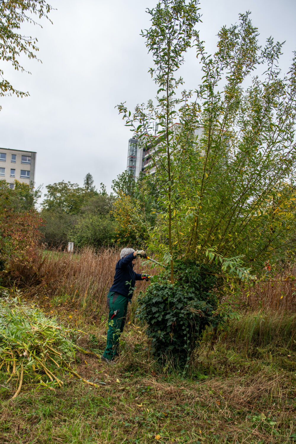 Pflegeeinsatz 30.BL-Naturschutztag - Biotop Am Stausee, 26.Okt.2024 (© Ricardo Olveira)