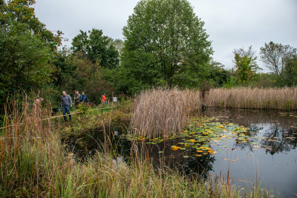 Pflegeeinsatz 30.BL-Naturschutztag - Biotop Am Stausee, 26.Okt.2024 (© Ricardo Olveira)