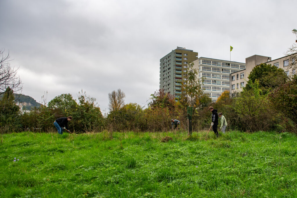 Pflegeeinsatz 30.BL-Naturschutztag - Biotop Am Stausee, 26.Okt.2024 (© Ricardo Olveira)