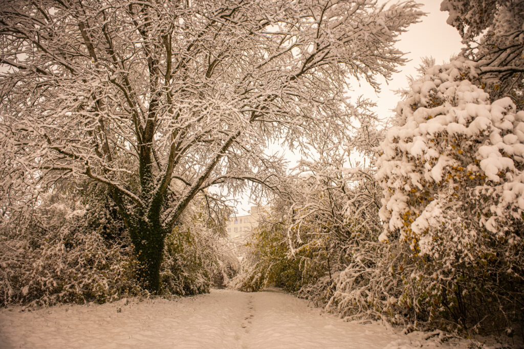 Schnee im Biotop Am Stausee, 21. Nov. 2024 © RICARDO OLVEIRA