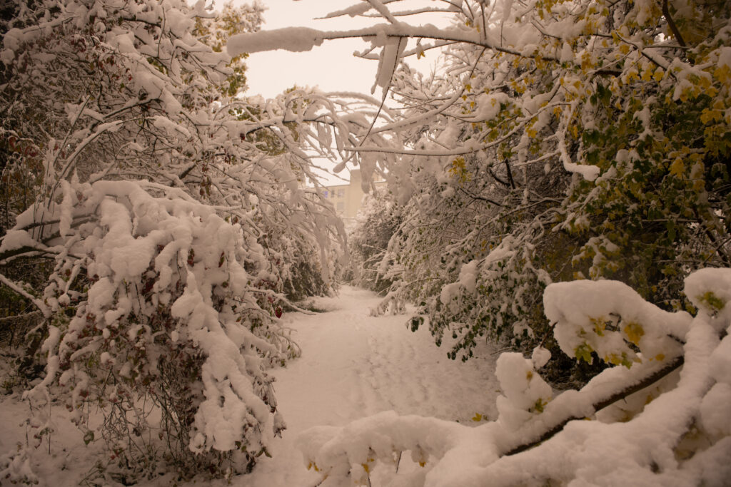 Schnee im Biotop Am Stausee, 21. Nov. 2024 © RICARDO OLVEIRA