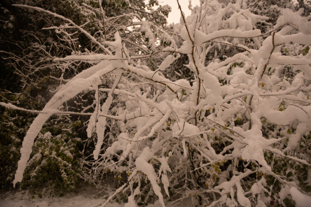 Schnee im Biotop Am Stausee, 21. Nov. 2024 © RICARDO OLVEIRA