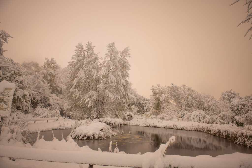 Schnee im Biotop Am Stausee, 21. Nov. 2024 © RICARDO OLVEIRA