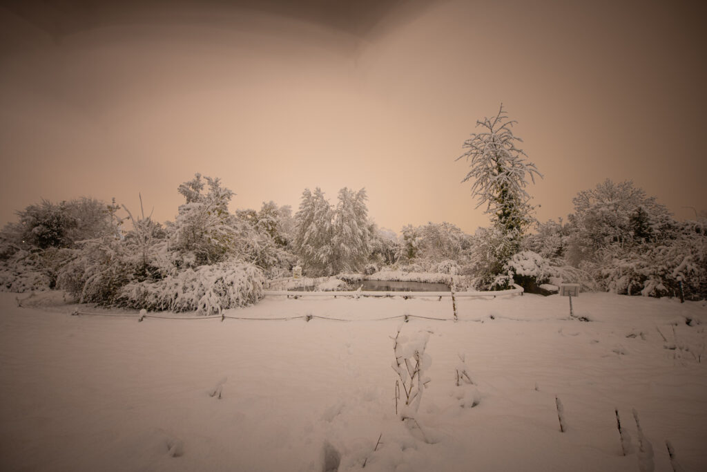 Schnee im Biotop Am Stausee, 21. Nov. 2024 © RICARDO OLVEIRA