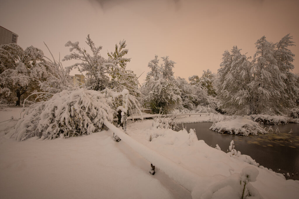 Schnee im Biotop Am Stausee, 21. Nov. 2024 © RICARDO OLVEIRA