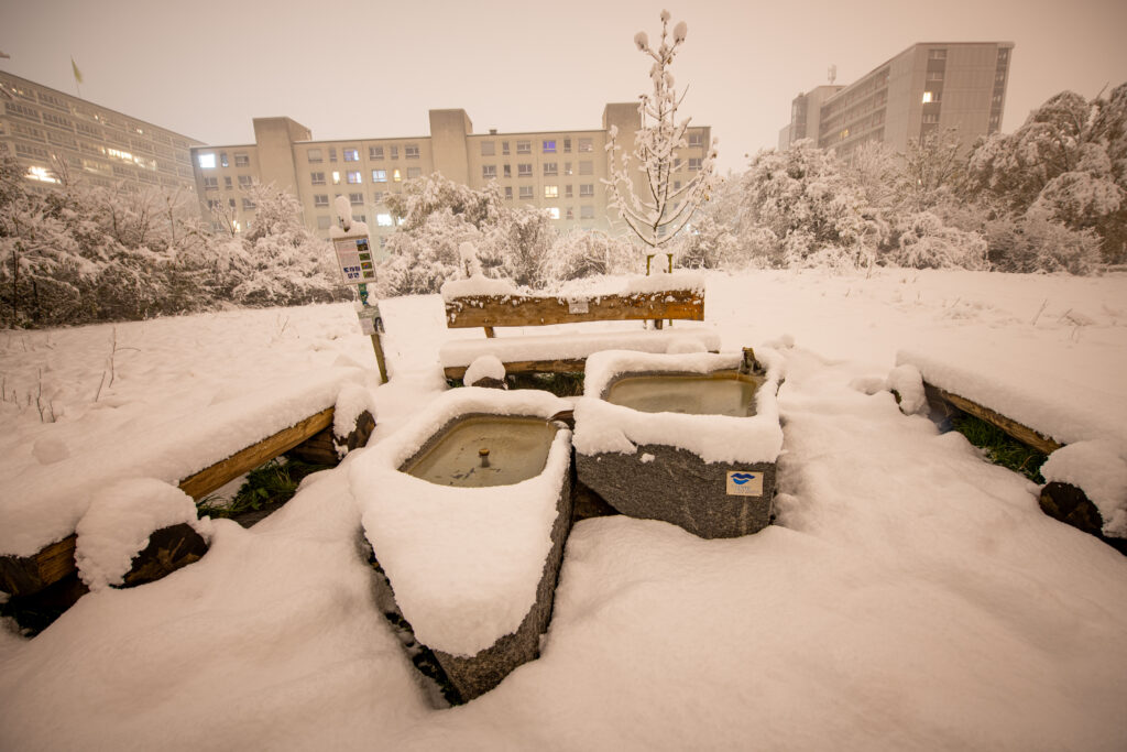 Schnee im Biotop Am Stausee, 21. Nov. 2024 © RICARDO OLVEIRA