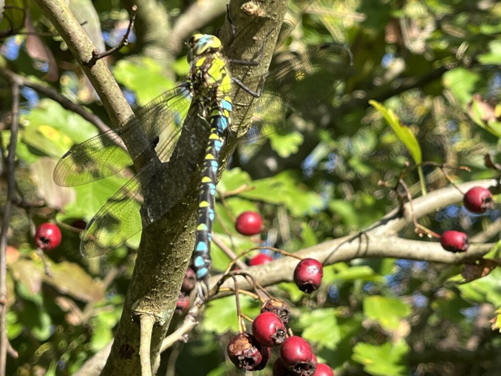 Pflegeeinsatz 30.BL-Naturschutztag - Biotop Am Stausee, 26.Okt.2024 (© Bernadette Kehl)