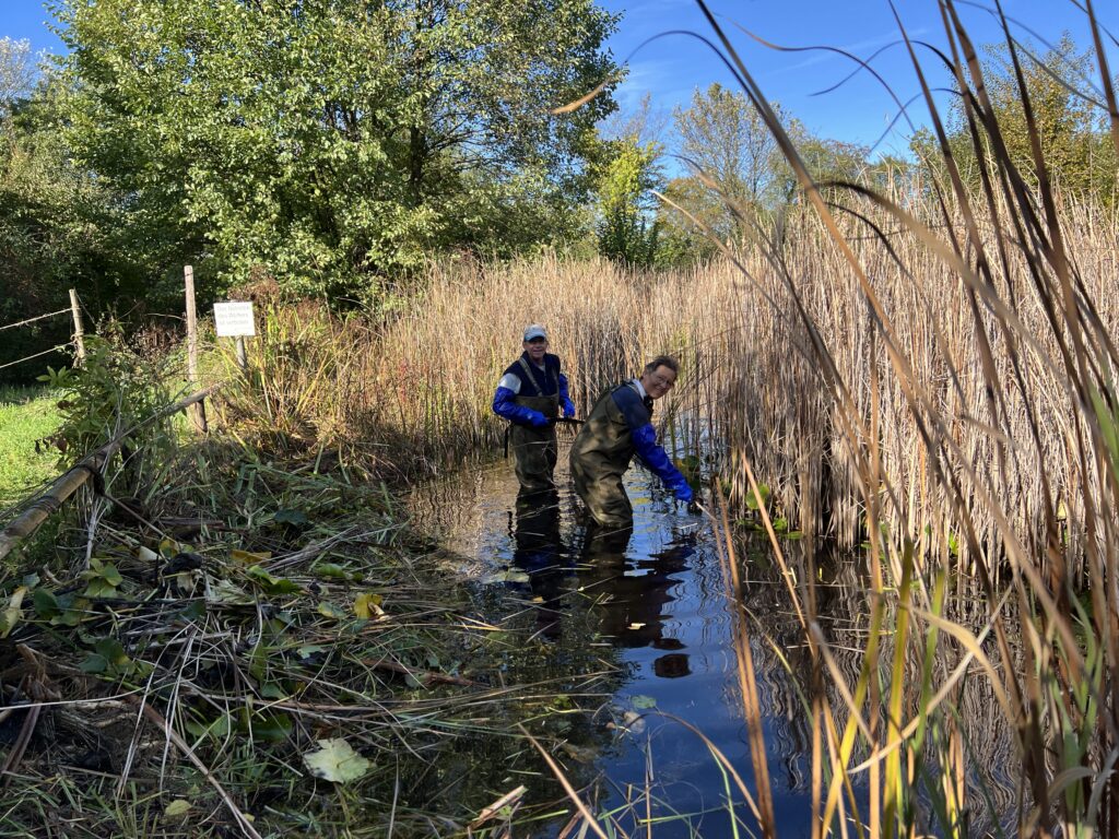 Vorarbeiten zu: Pflegeeinsatz 30.BL-Naturschutztag - Biotop Am Stausee, 25.Okt.2024 (© NVVB)