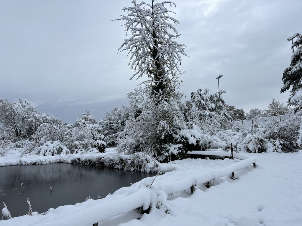 Schnee im Biotop Am Stausee, 22. Nov. 2024 © NVVB