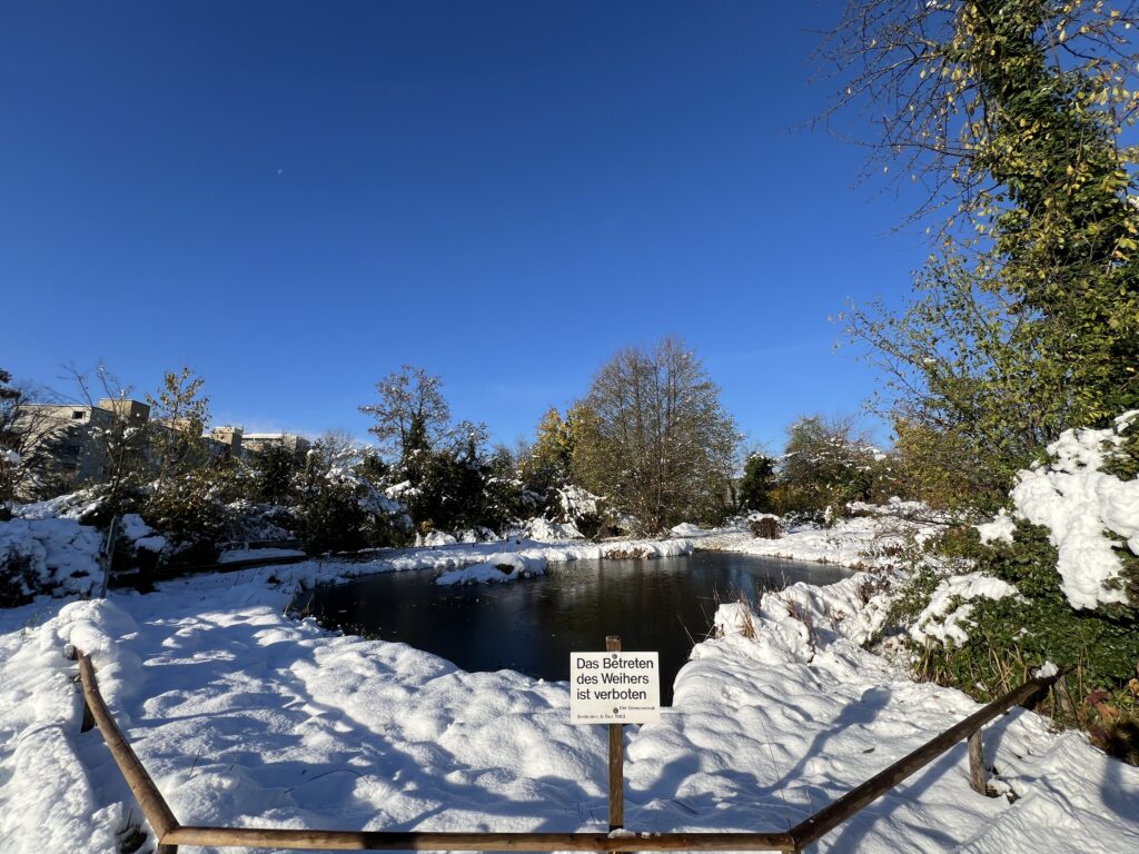 Schnee im Biotop Am Stausee, 22. Nov. 2024 © NVVB