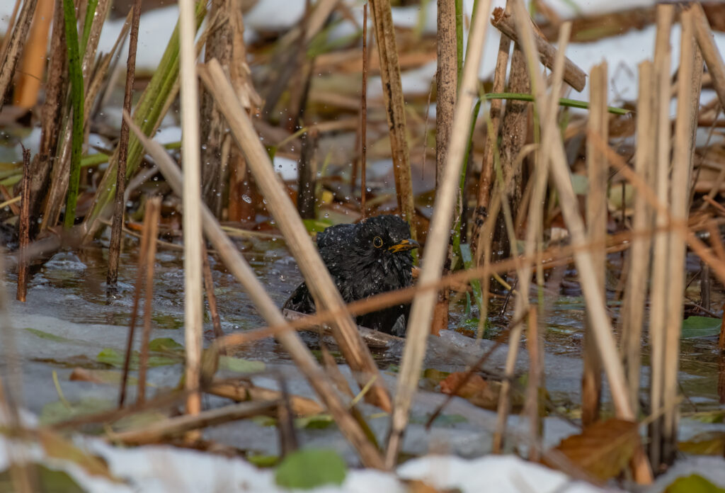 Badendes Amsel Männchen - Biotop Am Stausee, 25. Nov. 2024 © RICARDO OLVEIRA