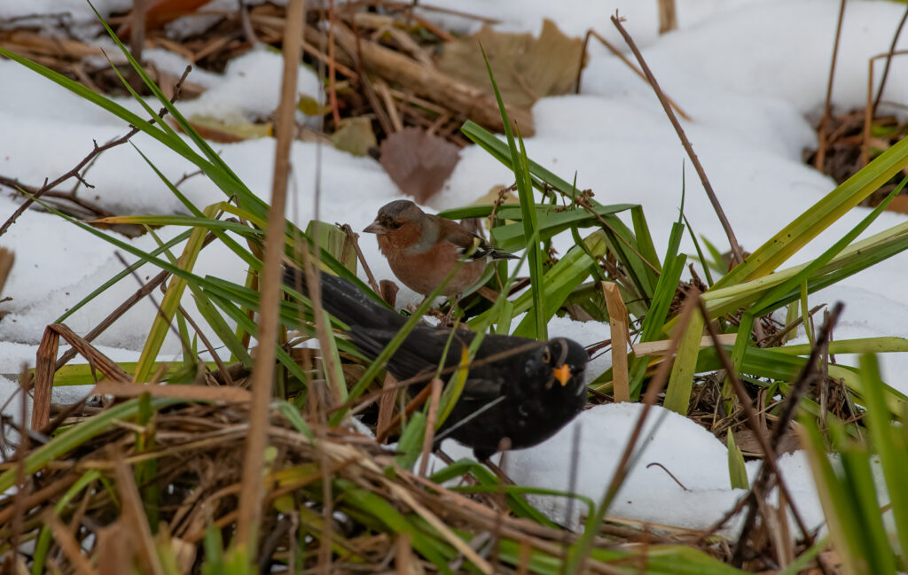 Buchfink und Amsel Männchen - Biotop Am Stausee, 25. Nov. 2024 © RICARDO OLVEIRA